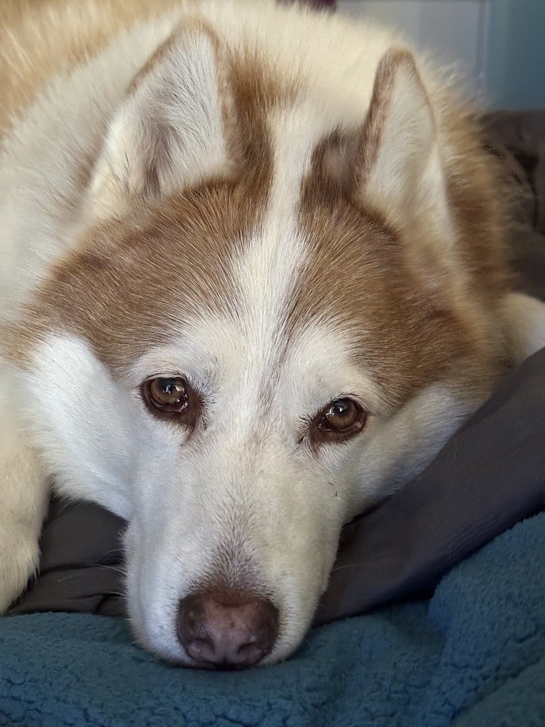 red_wolf's tweet photo. Abandoned by favourite human / #RedWolf https://t.co/pQJwv36lai #photography #pod #dog #husky #siberianhusky #white #orange https://t.co/A6glurXZMP