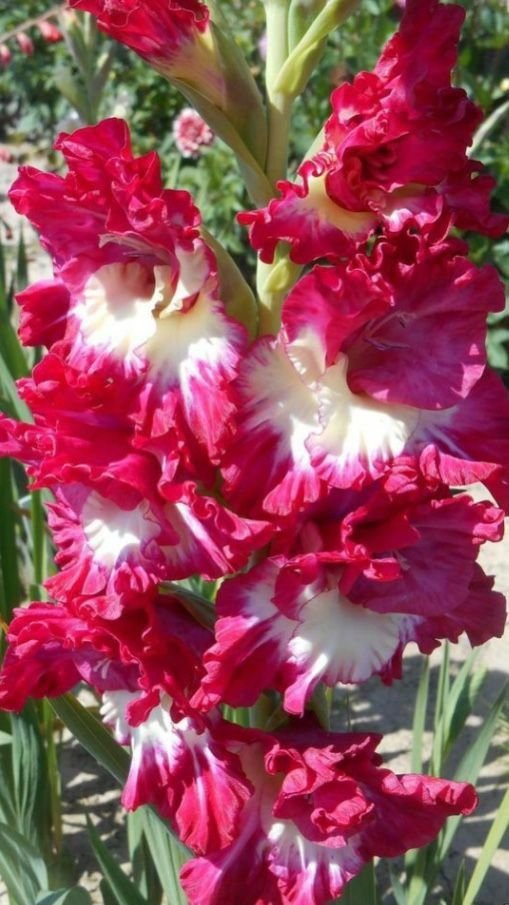 vikasknirmal's tweet photo. @enriquillo2 @suzy_sakaki @natural77384672 @aa0921629853 @Anna1531711 @june_dewild @PhilxxUK @sheriran95 @Alexa17101614 @SophiaHarr54006 @a_zicc @maype7 @zyx29 @lhkjade921 @emilyk_id @johnsplash820 @Make_u2_happy @katiemusher @rainaofficial01 @SuzanneLepage1 @1redroc @eoff_sylvia @lu_a_h_kook @RoseLillie_na @Lilli_fb @mindfulheal @gary_hensel @VikaPuta @Alexhia_0 @aleeza_kaur @lilfallonmelons @2white_jets @KarenBarryDavi1 @Marietta117 @EmmanuelKaglan @Veronika_Mazina @gtimenov @olivarthur399 @Juliana_Fadeeva @andrea_ilrga @wonceptual @Vlada_Ulisova @GowellPaul @HopeHunk @smc_su @BudgetDude @MacHenry1947 @Alisiya_Pankova 🙏#GoodMorning 🌺#Friends
💕A quiet #heart sees what a restless #mind overlook
#Life #Becalm #BeHappy https://t.co/g7oaO0YJX3