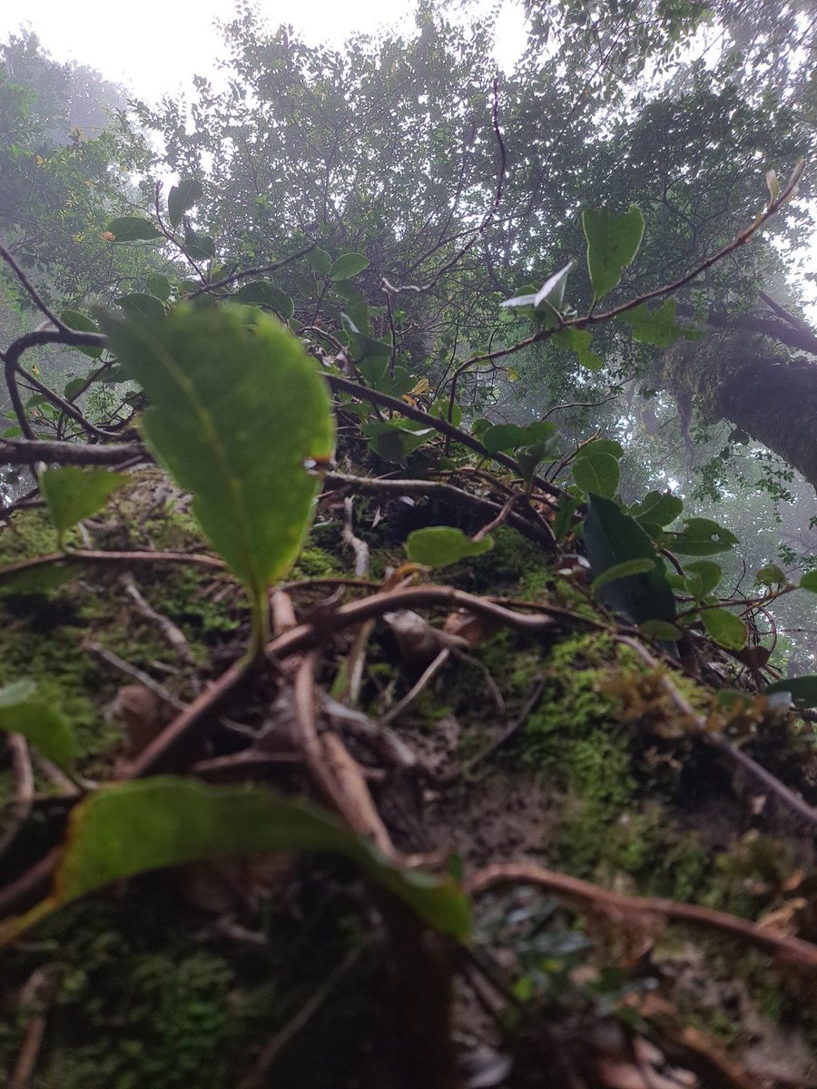 SuClave's tweet photo. Algo de invierno aun en el bosque. https://t.co/Kh40dwWPnl