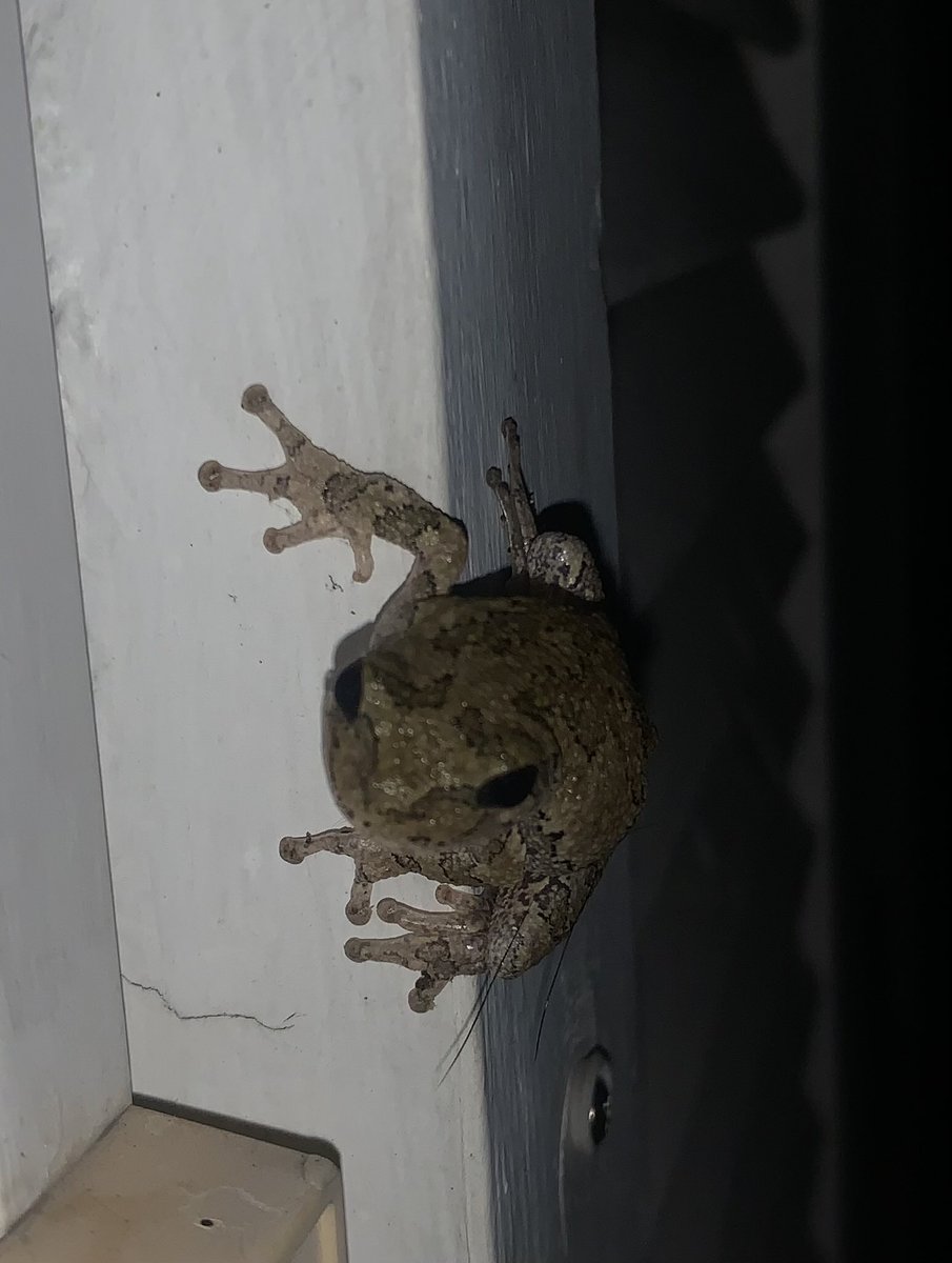 heathercon222's tweet photo. ♥️🐸🍀 https://t.co/LBfoPnrPG3