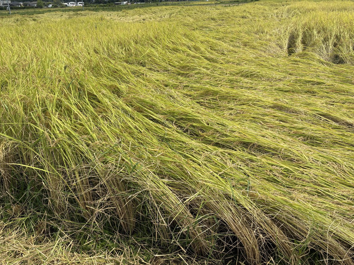 brio2103's tweet photo. 稲刈り🌾 https://t.co/zs7zDZ0Iwc
