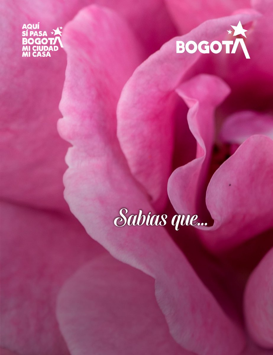 JBotanicoBogota's tweet photo. ¿Sabías que Colombia es uno de los grandes protagonistas del mundo de las flores? 🌸

Las rosas hacen parte de una historia de biodiversidad, talento y tradición que florece durante todo el año gracias a las condiciones únicas de nuestro país. https://t.co/Z4JDwDtPpm
