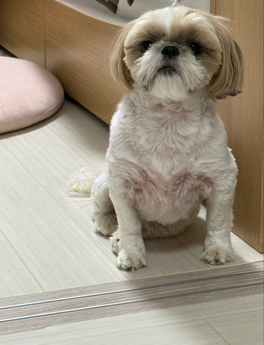 mimi20210813's tweet photo. 弟達の行動は、我が家でシーズー界のボス🐶💪

最年長（5歳♀✨）ミミ🐶🌸が、遠くから監視👀してるのであーる🫡

#シーズー　#多頭飼い　#ミミ　#女子はそっと遠くから監視　#ズームミミ https://t.co/Wvy1imHtoO
