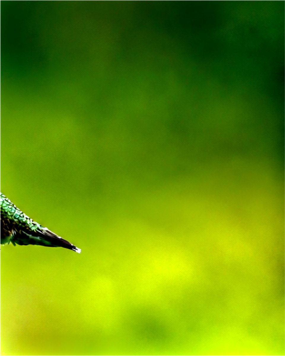 asirilanka88's tweet photo. Mid-Air Magic &amp; Morning Dew ✨🐦

Catching a hummingbird perfectly frozen in flight is always such a thrill! 📸 The way they hover so effortlessly while their wings beat at lightning speed is just incredible. https://t.co/6yMEeQCyfJ