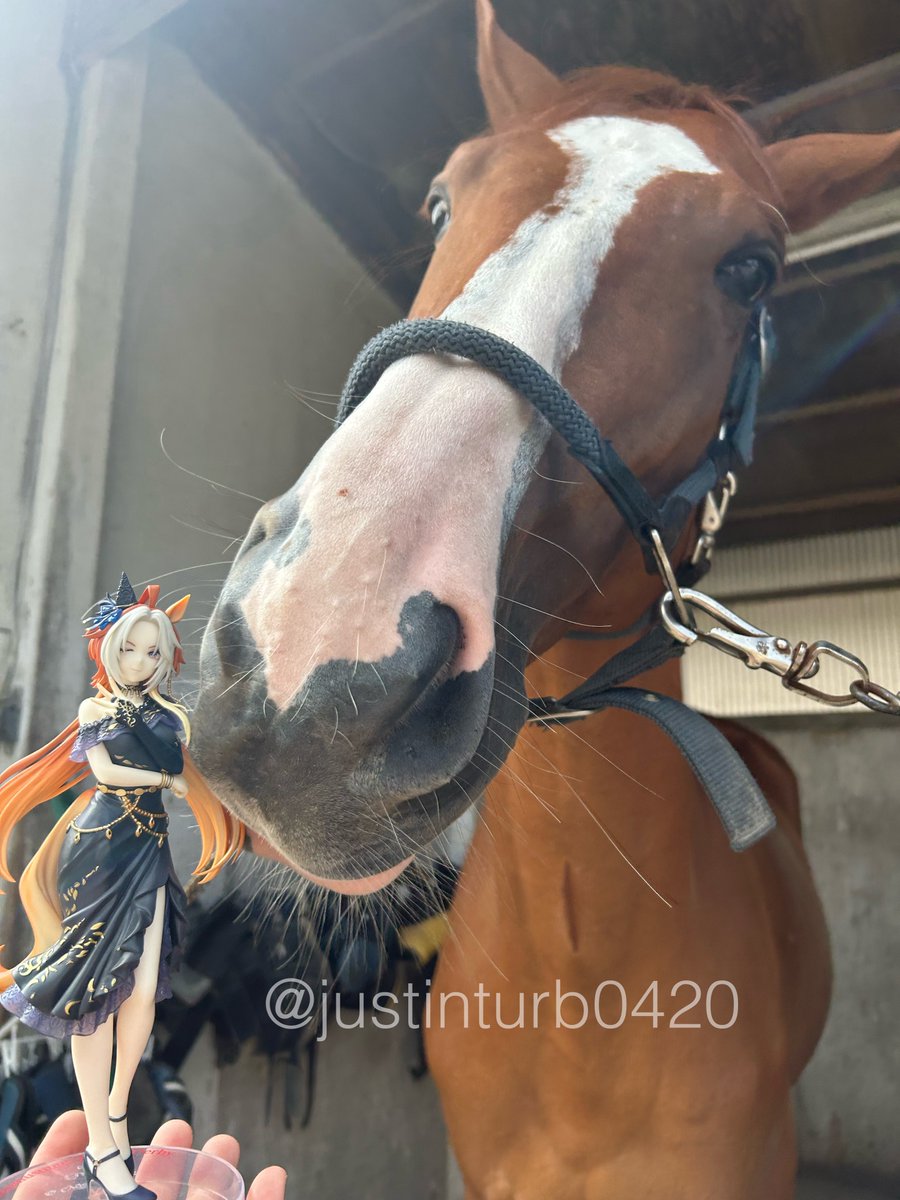 justinturb0420's tweet photo. オルフェーヴルパパ？と息子のターボさん🐴👑✨

Orfevre Papa? and his son, Turbo-san 🐴👑✨ https://t.co/GGBc60MkFb