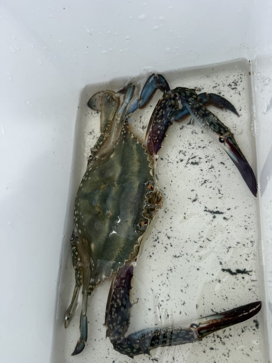 condorian_yuga's tweet photo. 松島湾を望む埠頭で釣り

良いサイズのカニが釣れました

#蟹座 https://t.co/kMwBh98ceB