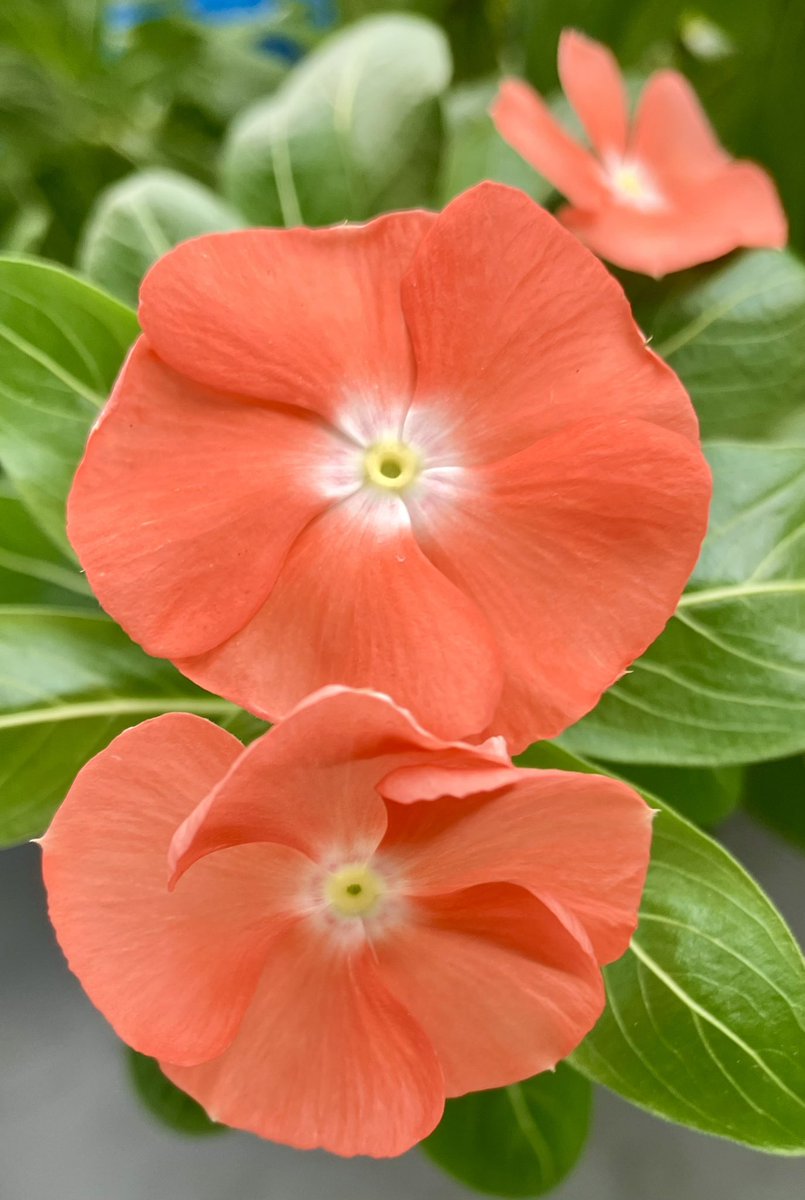 jukkkie's tweet photo. Our periwinkle flowers for today
🧡🧡🧡🧡🧡
😘😽🌿🌼🌼🌼🌼🌼🌿✨
#Flowers #Periwinkle #September2026 https://t.co/cmg9Z9ZG20