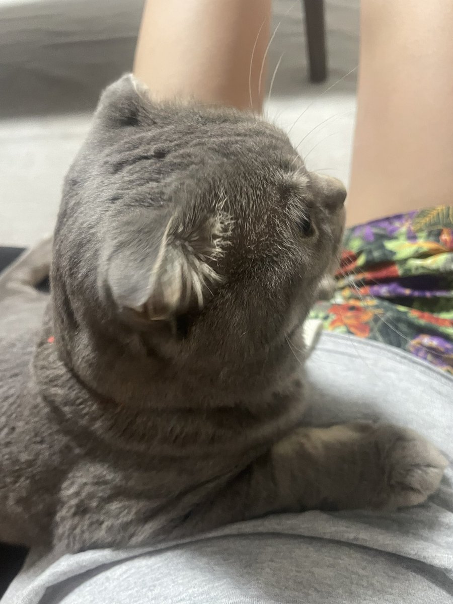 megu624h's tweet photo. 仕事でミスをした
家庭も犠牲にして
頑張っていた

これで評価が落ちると思うと...
とても落ち込んでいる😔
そしてやさぐれてる

今日はお休み
癒しが欲しいけど
身体はボロボロ
心はどっかに置いてきて
動けない。笑

子供と猫といれればいっか✨
写真
①夏休み中の海旅行
②主に甘え猫 https://t.co/tCh87CQm5z