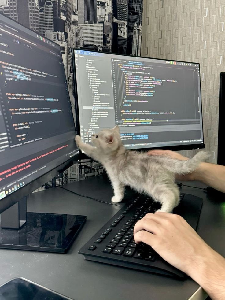 Tonneykernel's tweet photo. Kitty 🐈‍⬛ learns codes too https://t.co/fctqe5mi67