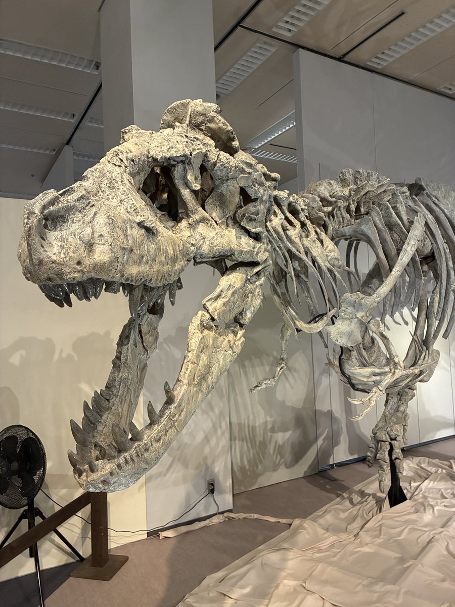 oshikiri_kun's tweet photo. 喰われる自信しかない🦖 https://t.co/iOKwCnnPJp