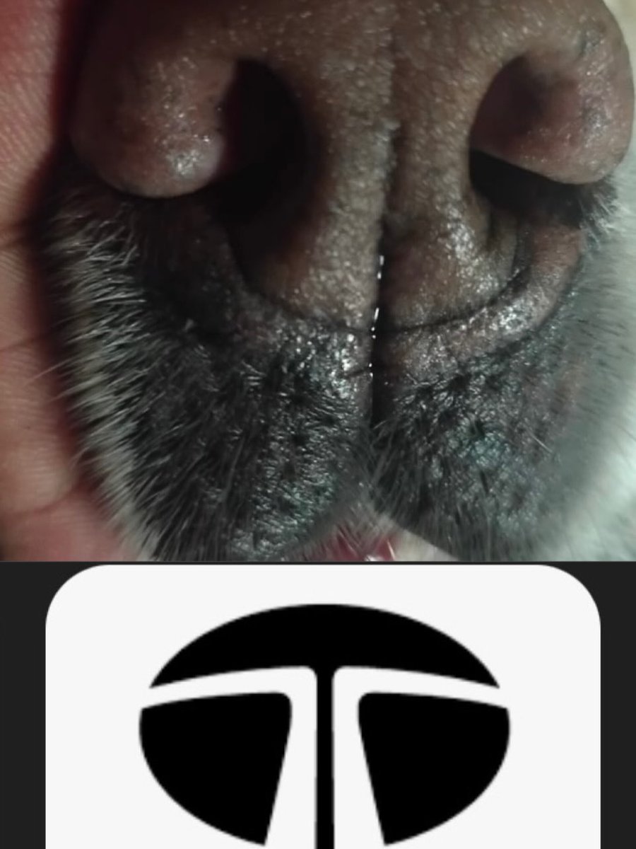 addymitzy4fsa's tweet photo. Product placement has gone too far ���🐶 https://t.co/cKIuzKGBV0