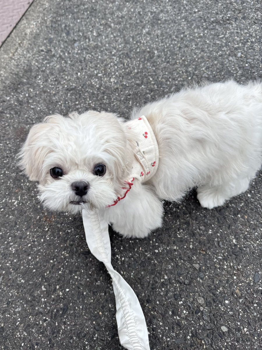 Awwtup's tweet photo. お散歩中の白い生命体 https://t.co/tVXWsCow84