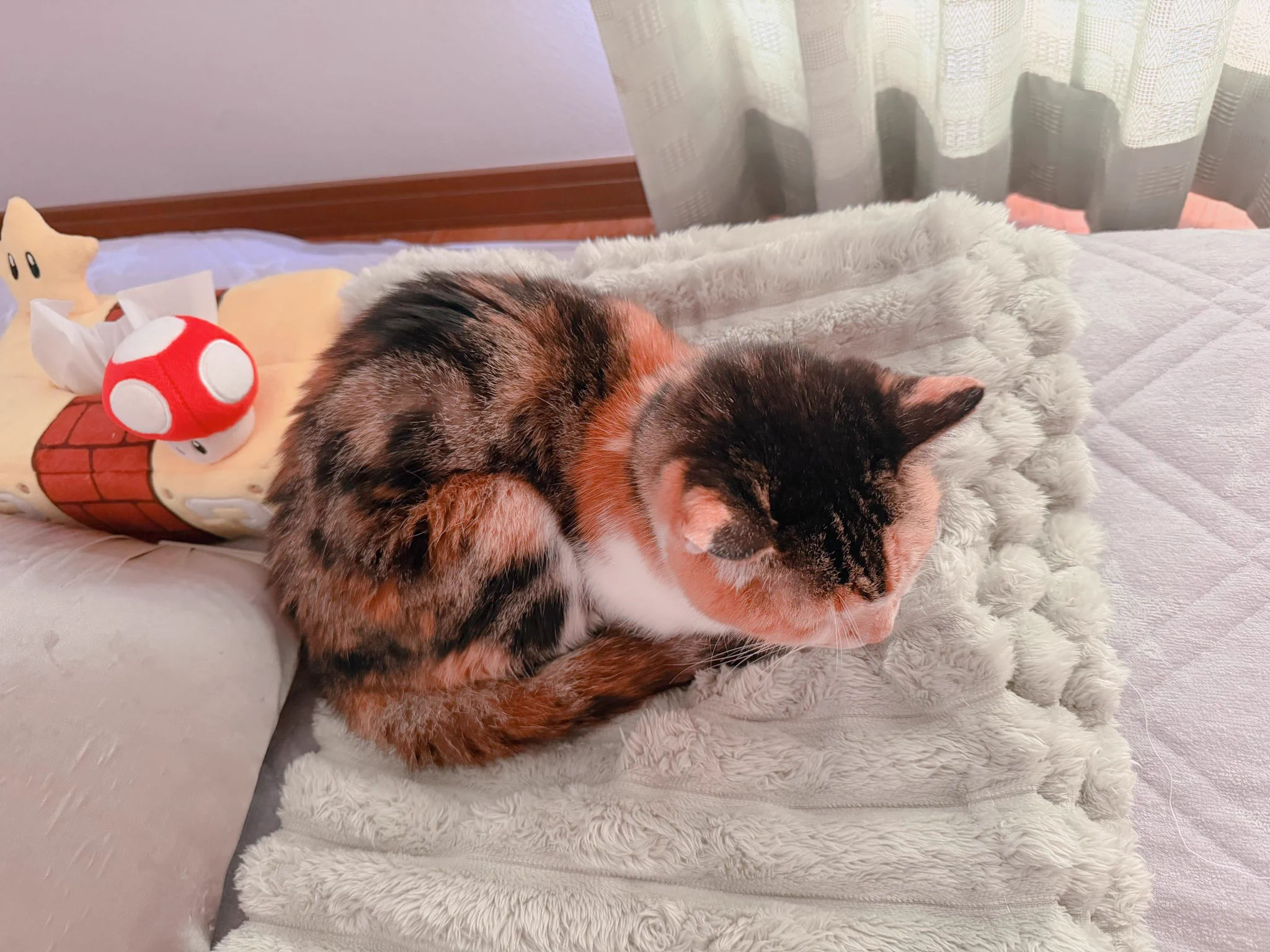 あめちゃん🐱 on X: 