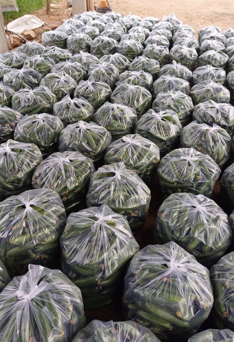 musse408's tweet photo. From 2 to 37 Greenhouses and 40+ Local Jobs 🫑🥒🍋

100% of our tomatoes and cucumbers used to be imported. During COVID-19, I decided to establish two greenhouses in our country to grow these crops. Today, we have 37 greenhouses and employ over 40 staff members. https://t.co/gxTWuDLWFg