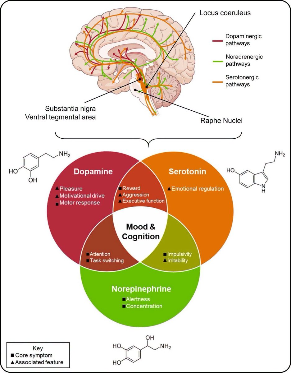RebolledaGil's tweet photo. Replanteamiento del modelo de "déficit de dopamina" en el TDAH. Una exhaustiva revisión de 2024 publicada en *Frontiers in Psychiatry* analizó más de cuatro décadas de evidencia sobre la dopamina y el TDAH, revelando un panorama más complejo y matizado de lo que sugieren las 👇 https://t.co/A580L3n3ib