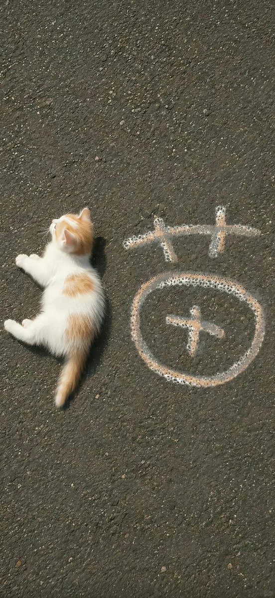 maruon22's tweet photo. 猫 https://t.co/aLbjTwpRgv