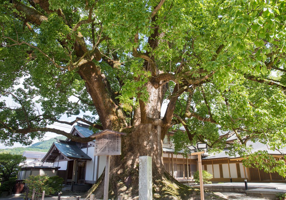 yahi904's tweet photo. 太宰府天満宮の大樟(太宰府市宰府)
境内には多くの樟の巨木があり、「天神の森」として県指定天然記念物となっています。内3本は国指定天然記念物。
①夫婦樟：本殿北側に並ぶ2本の大樟
②老松社本殿：本殿と夫婦樟の間にあります。17世紀後半の建立と推定されてます
④社殿西側の大樟 https://t.co/LPCQI7v3PV
