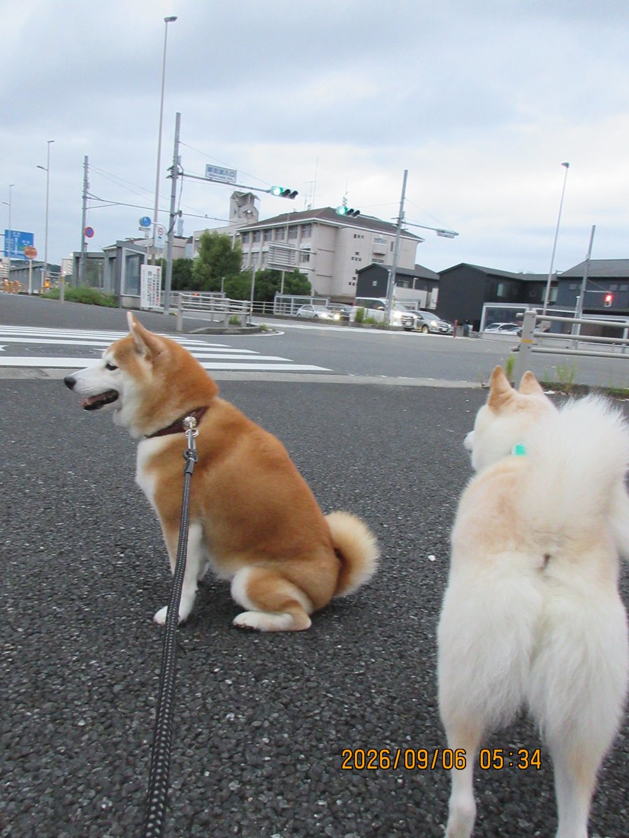 hiro70534949's tweet photo. 柴犬モコ
おはよう、今朝は、小荷田交番まで行って来ました。
睦公園裏で、レオちゃんに会って😃一緒に散歩、帰りの熊川団地で、白柴女子マルちゃん11歳に初めましての挨拶😃でした。
写真はレオちゃんです。
#柴犬 https://t.co/1gcbL4rU7g