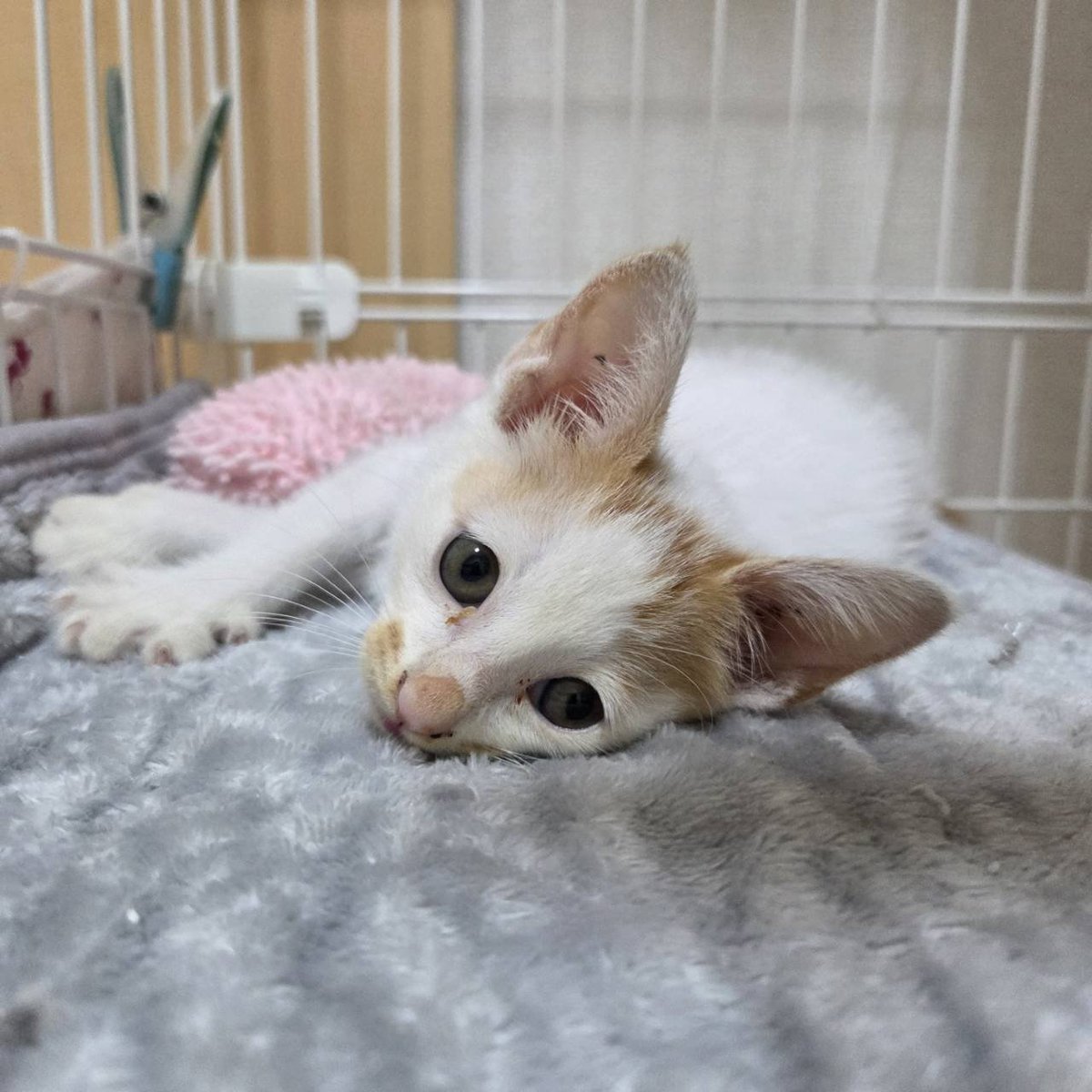 P5Ylle6okT1636's tweet photo. 本日は真岡保護猫譲渡会定期開催日です。あいにくのお天気ですが、会場での保護猫参加数は過去イチの猫日和です！ぜひ可愛い保護猫達に会いに来ていただけると嬉しいです😸
#保護猫譲渡会 #栃木県真岡市 https://t.co/SGzy3ORSnL