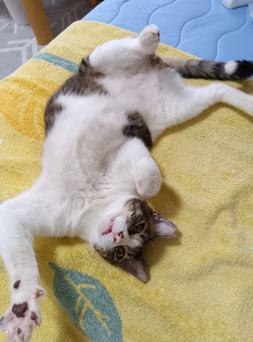 P5Ylle6okT1636's tweet photo. 本日は真岡保護猫譲渡会定期開催日です。あいにくのお天気ですが、会場での保護猫参加数は過去イチの猫日和です！ぜひ可愛い保護猫達に会いに来ていただけると嬉しいです😸
#保護猫譲渡会 #栃木県真岡市 https://t.co/SGzy3ORSnL