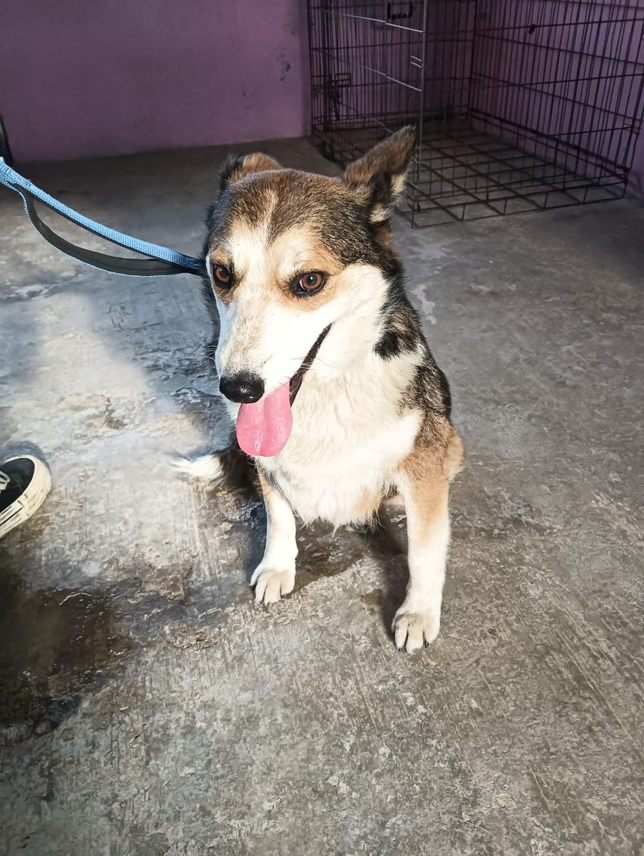 VIBRAmascotas's tweet photo. Urge una familia para esta nena , tiene 8 años aproximadamente, se le quitó a unos viciosos que la usaban para vender sus cachorros.
Merece una nueva vida!
Merece una vida llena de amor y cuidados 
Dale una oportunidad, es amigable , tranquila , cariñosa 
Wats 5548724347
#cdmx https://t.co/8xZwlZZeV3