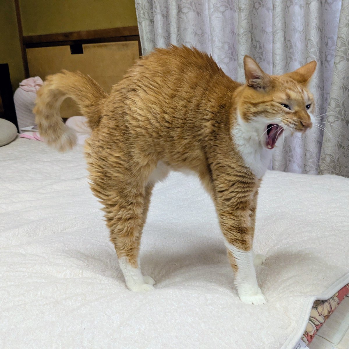 mikemiyo's tweet photo. ボ                                     ニャーーーーール https://t.co/el6Y9v39FP