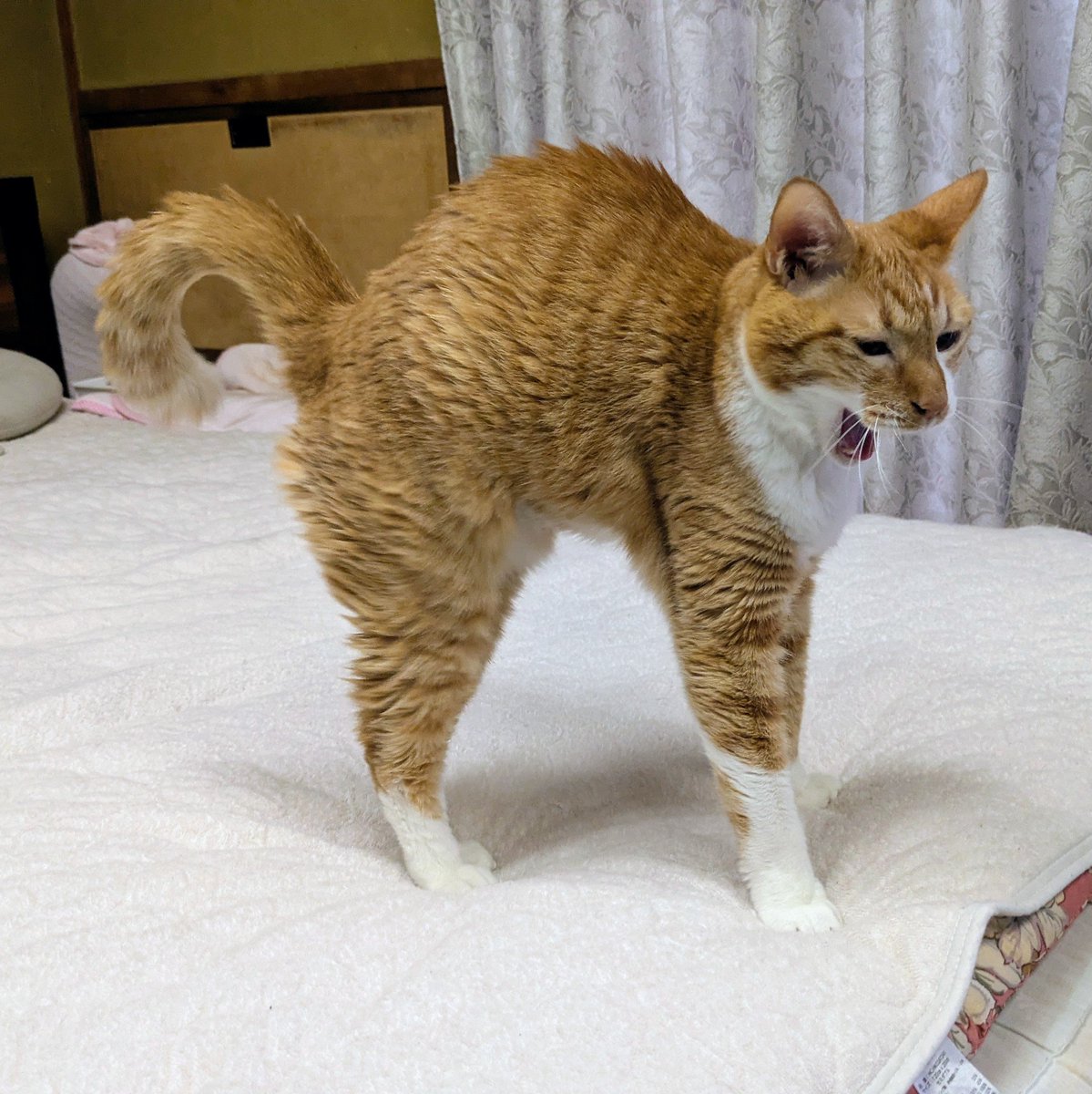 mikemiyo's tweet photo. ボ                                     ニャーーーーール https://t.co/el6Y9v39FP
