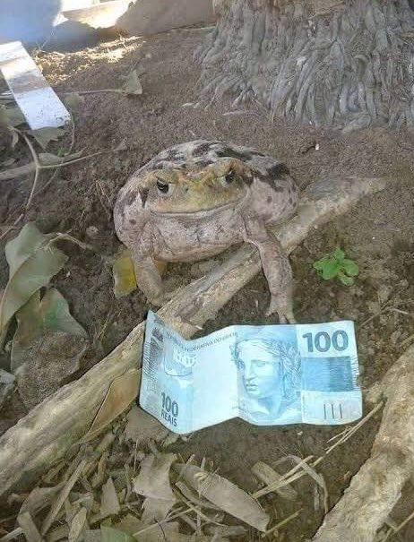 senshi_real's tweet photo. vc pegaria os 100 reais de perto desse sapo FEIO HORROROSO???  

PEGARIA? https://t.co/8dYY5LwWHL