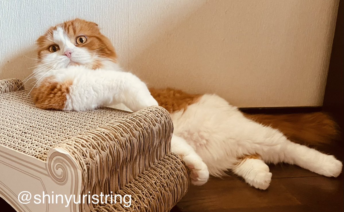 shinyuristring's tweet photo. mew mew mew..

猫語からの翻訳

おはにゃん、事務局長Mimmyニャ！
雨ザーザーの中、今日はユリストの練習日。ドボセレ2楽章を合奏する予定なの。団員の皆さんは楽器も背負っているし足元に気をつけて集まってくださいニャ！

#8月を写真4枚で振り返る
#団員募集中
ﾊﾞｲｵﾘﾝ,ｺﾝ���ﾗﾊﾞｽ https://t.co/ck2TSmUmsK