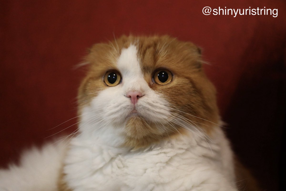 shinyuristring's tweet photo. mew mew mew..

猫語からの翻訳

おはにゃん、事務局長Mimmyニャ！
雨ザーザーの中、今日はユリストの練習日。ドボセレ2楽章を合奏する予定なの。団員の皆さんは楽器も背負っているし足元に気をつけて集まってくださいニャ！

#8月を写真4枚で振り返る
#団員募集中
ﾊﾞｲｵﾘﾝ,ｺﾝ���ﾗﾊﾞｽ https://t.co/ck2TSmUmsK