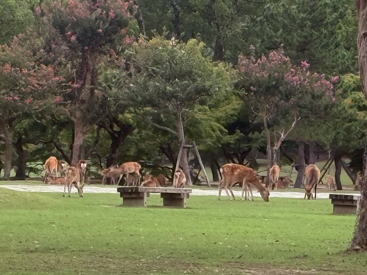 NknsMtyk's tweet photo. 🦌☁️おはようございます☁️🦌👍💪😃
今日は曇り空☁️気温21℃から29℃
ちょっと過ごしやすくなって来ました
今日も元気でよろしくお願いします🙇‍♂️🦌💪👍☁️😃 https://t.co/ywgCnlcRfB