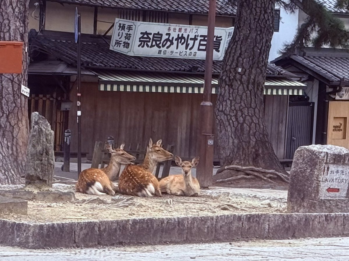 NknsMtyk's tweet photo. 🦌☁️おはようございます☁️🦌👍💪😃
今日は曇り空☁️気温21℃から29℃
ちょっと過ごしやすくなって来ました
今日も元気でよろしくお願いします🙇‍♂️🦌💪👍☁️😃 https://t.co/ywgCnlcRfB