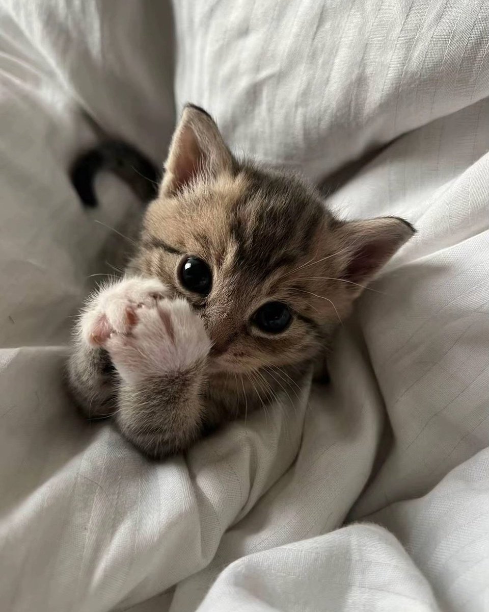 catsworldaura's tweet photo. https://t.co/sbiDLfGAvN