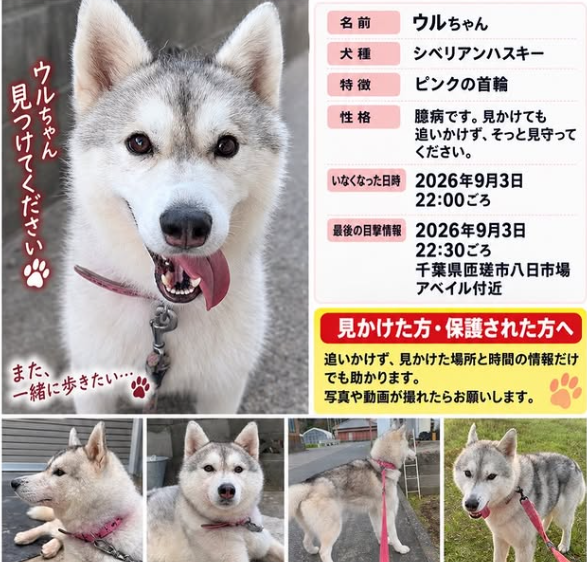 mama88872520's tweet photo. #千葉県  匝瑳市  匝瑳市八日市場  9/3夜逸走
8/5 18:30頃  多古町  セブンイレブン南並木店  付近で目撃情報
#シベリアンハスキー ♀️ ウルちゃん  首輪なし
#迷子犬  #迷い犬  栗山川  芝山町  成田空港  富里市  成田市
@1_1kitty 様まで🙏目撃された���110番で保護依頼を🙇‍♂️
https://t.co/OSVPW1O6Bu https://t.co/PtPdRC0tWa