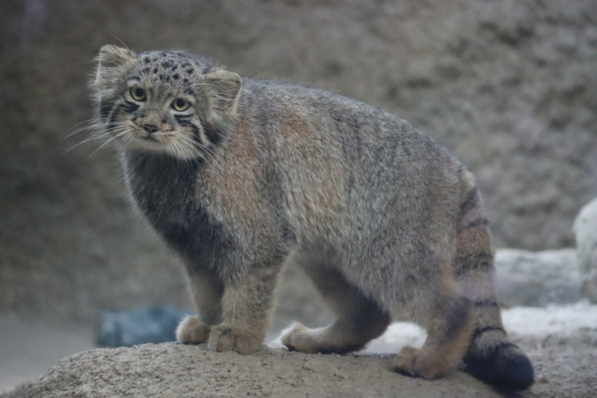 maykirapikr's tweet photo. ハクかな？？

#マヌルネコ
#pallascat
#神戸どうぶつ王国 https://t.co/DG2tSTfbwf