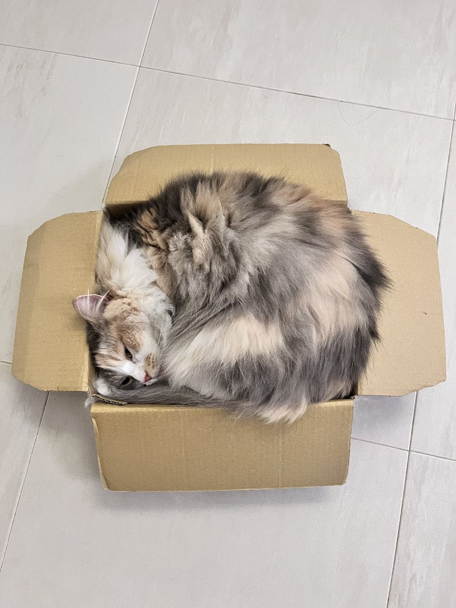 nagitointerior's tweet photo. 本日の箱詰め🐈 https://t.co/gHExXaW3dx