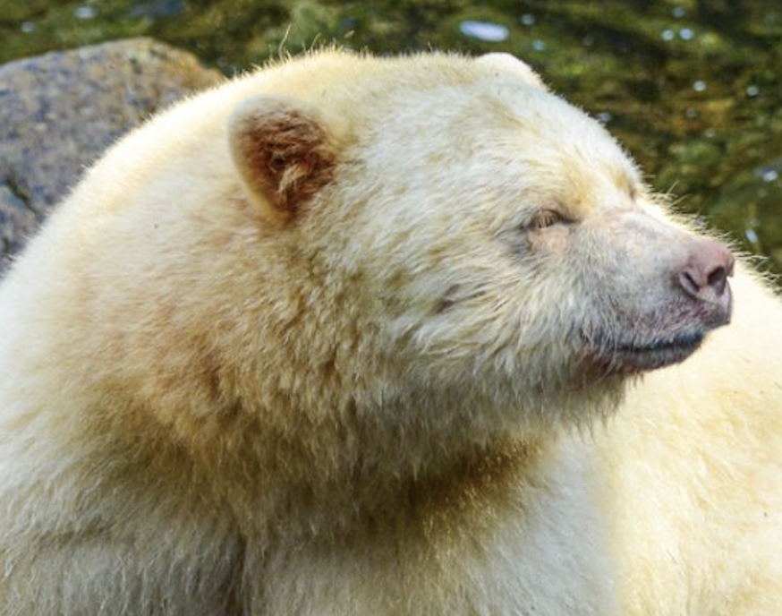 dennisTH87's tweet photo. @Cryptotea Go back to hibernation. https://t.co/gK3MjKTAvY