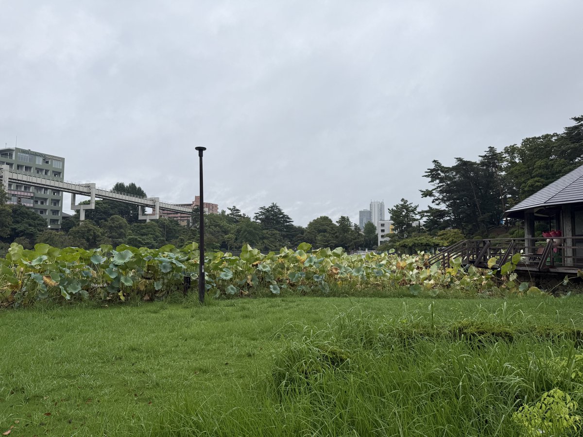 pululunl's tweet photo. 朝から雨が降ってます。
昨日、いろいろあって疲れた日てかなり寝坊しました。この後、いろいろやる事がありますが、今は息抜きしています。
#千葉市中央区 #千葉公園
#散歩　#ウォーキング https://t.co/3OzgZzXlMi