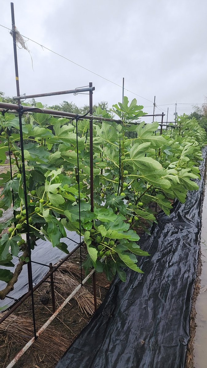OKAMURA_Farm's tweet photo. 9/6
本日は雨天のため収穫量は少ないです。
早めに完売の可能性がありますので、その際はご了承のほど宜しくお願い致します🙇‍♂️
#岡村農園 https://t.co/Mt8WIXxRql