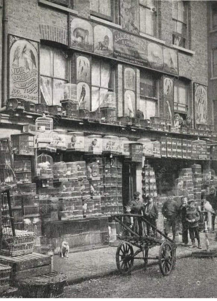KamilaMiller9_'s tweet photo. Pet shop early 1900s https://t.co/jQ6ZaiEJNa