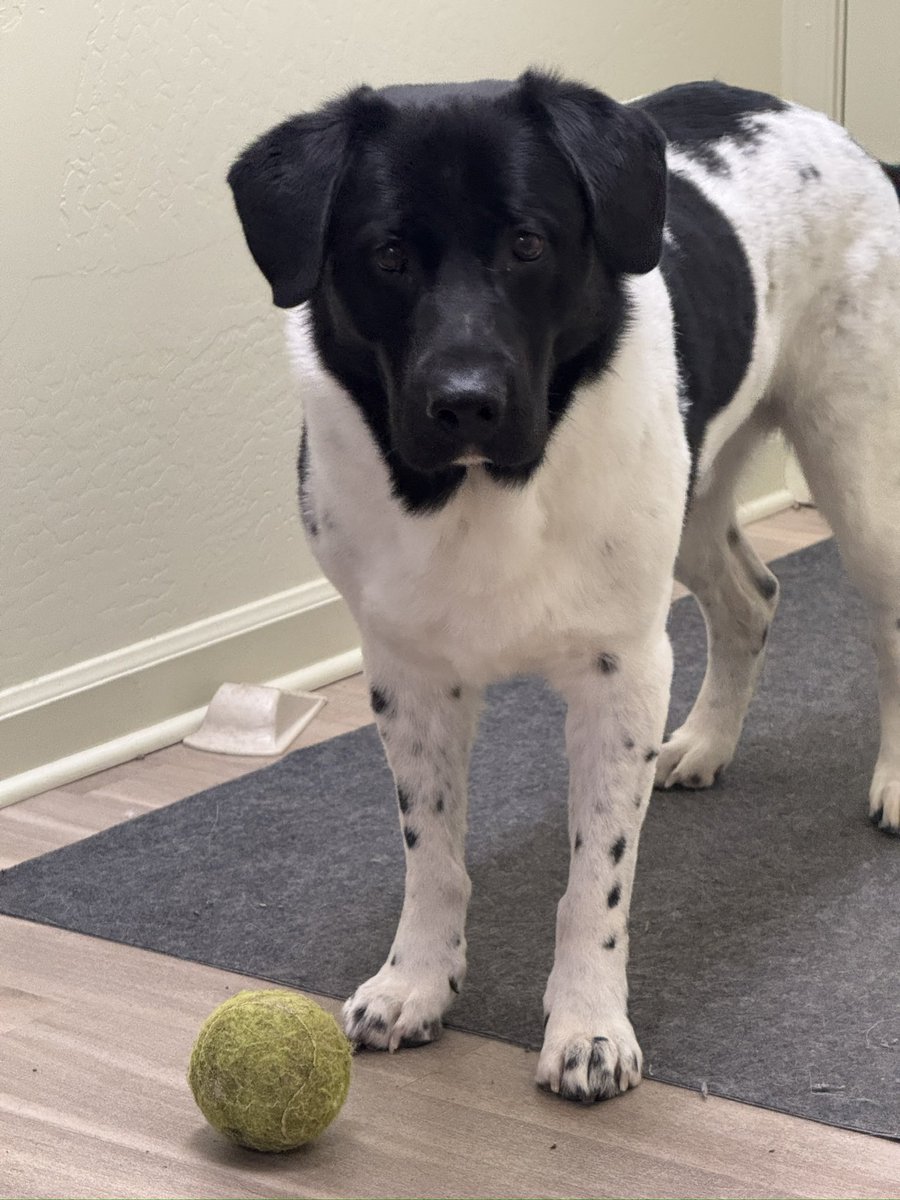 DonEDavie's tweet photo. Thatcher is reminding me that “ball is life”.
Thatchers moment of happiness!
#ballislife #dog #servicedog #ihatehashtags #momentofhappiness https://t.co/07Lzb41gNA