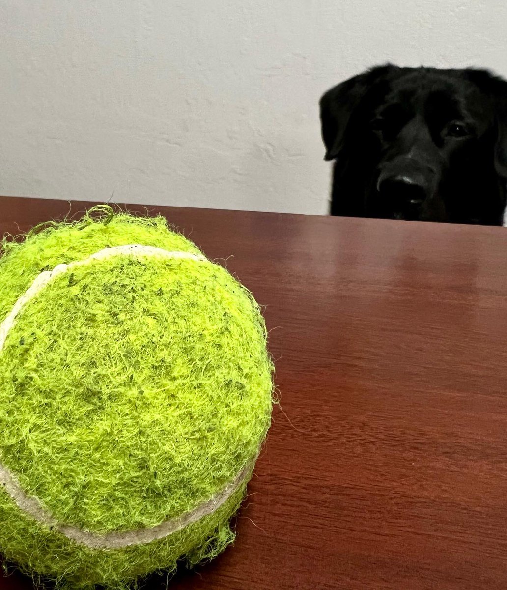 DonEDavie's tweet photo. Thatcher is reminding me that “ball is life”.
Thatchers moment of happiness!
#ballislife #dog #servicedog #ihatehashtags #momentofhappiness https://t.co/07Lzb41gNA