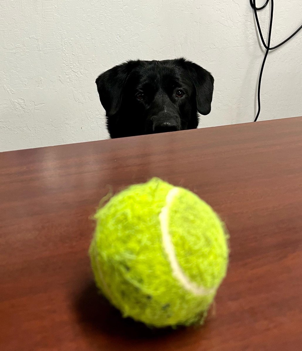 DonEDavie's tweet photo. Thatcher is reminding me that “ball is life”.
Thatchers moment of happiness!
#ballislife #dog #servicedog #ihatehashtags #momentofhappiness https://t.co/07Lzb41gNA