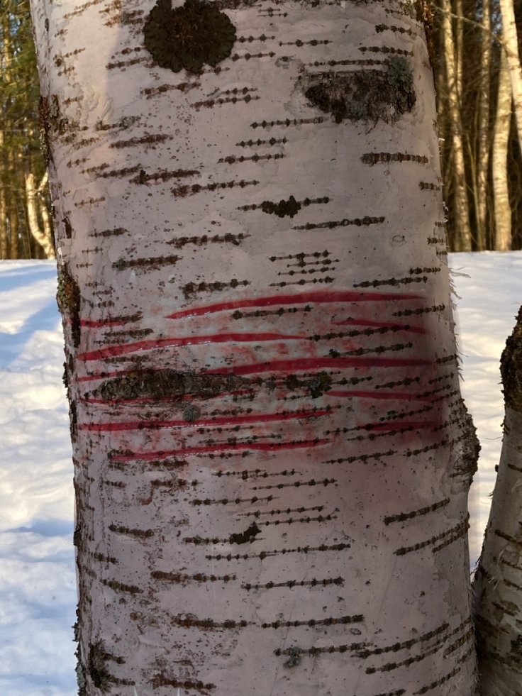 0_Amaya_0's tweet photo. what a nice tree !!!

#shed #shedtwt #sh #slittwt #cut #shtwt https://t.co/Kiqrob2KYY