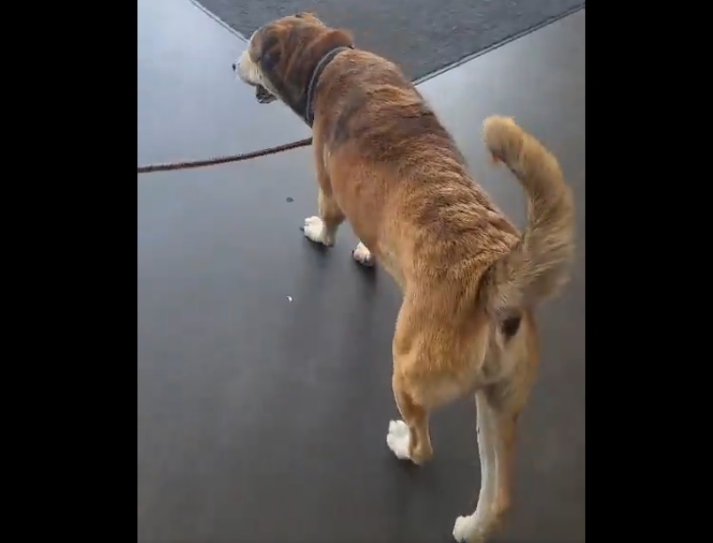 JOSENAPOLEONMOR's tweet photo. Perro callejero rescatado por diputada @suecallejas se recupera en Hospital @chivopets

DETALLES AQUÍ: ▶️ https://t.co/89CFuvyzJU https://t.co/thbxYJt5uu