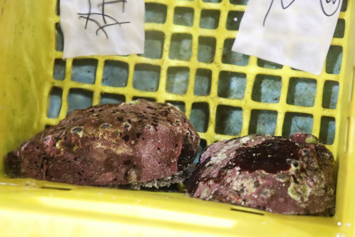 izunoumigasuki's tweet photo. 2026.09.06

今朝、伊東魚市場に水揚げされた魚たちです🐟
どれもこれも美味しそうです😋

#伊東魚市場
#伊豆いとう地魚王国
#地魚美味しい
#伊豆の海が好き
#魚を食べよう
#水産資源を大切に
#さかなの日

写　　真・・・
① ・・カマス
② ・・アワビ
③ ・・アコウダイ
④ ・・シイラ https://t.co/te0GETrMUt