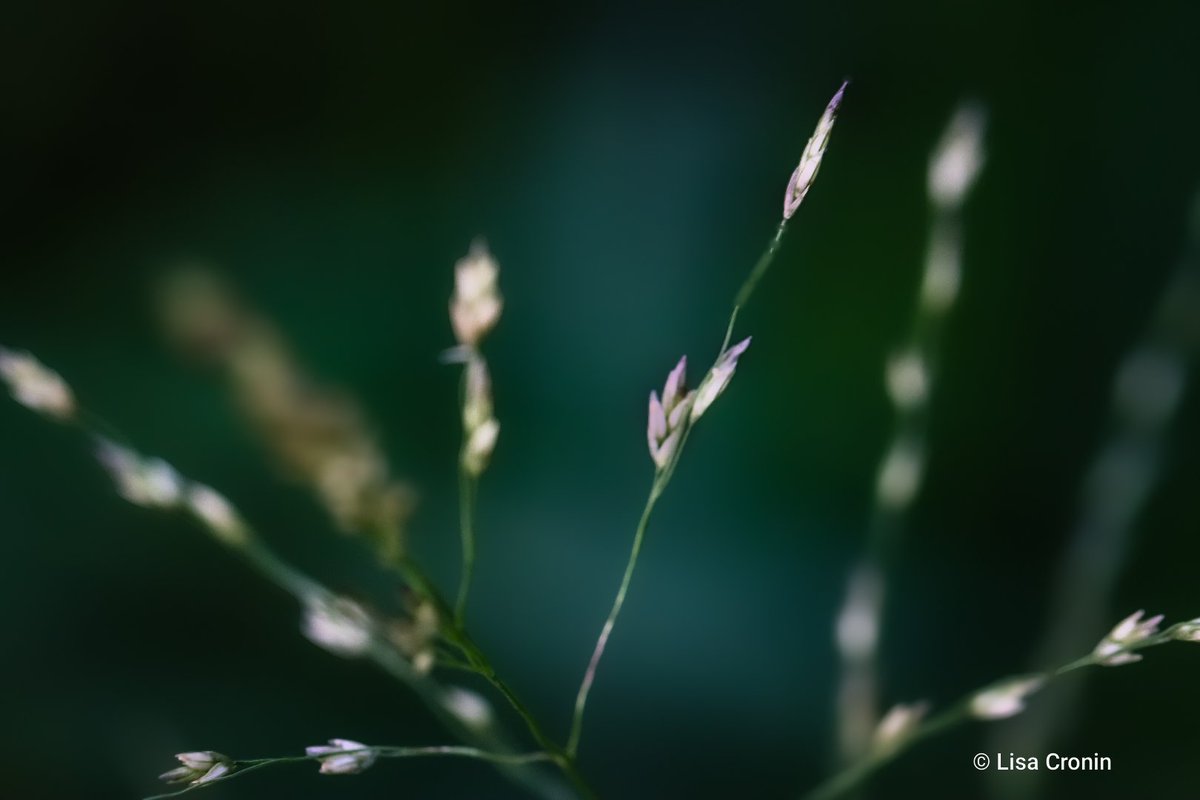 Lcronin122's tweet photo. Nature's simple design is often simply beautiful π±
#naturesart #naturephotography #beautyofnature #nature https://t.co/OTWGH7qfQV