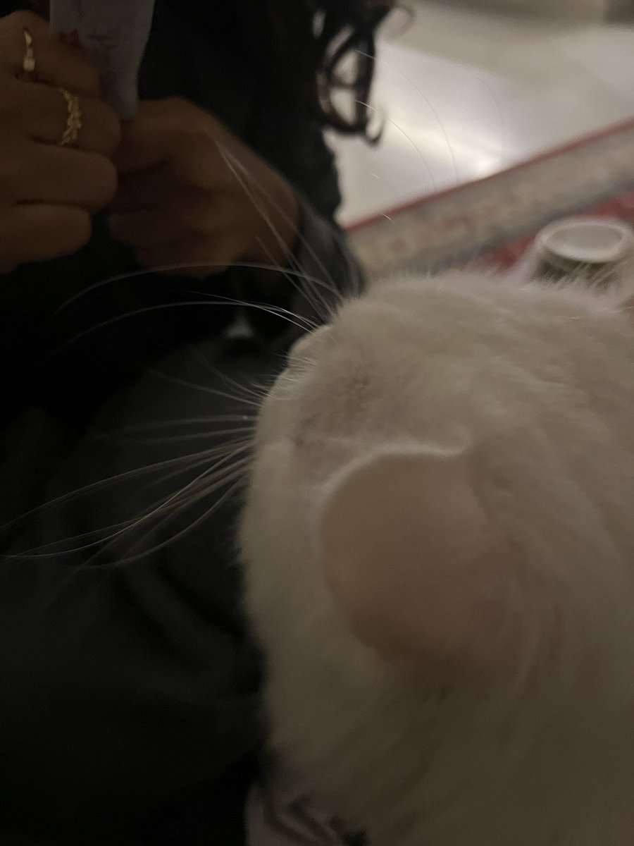 llsmethll's tweet photo. دايم مسوي نفسه نايم او مشغول لما نناديه لين يجي طاري الأكل وكنت اكذب نفسي لين شفت كيف يطالع للكاميرا: https://t.co/aCmKdEuoNk
