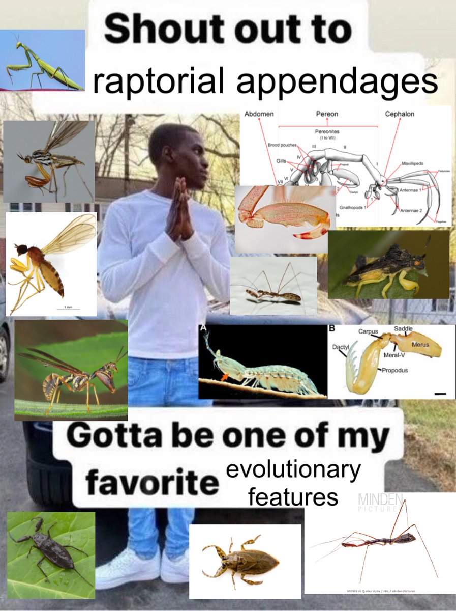 0rthoptera's tweet photo. let's all evolve grabbing independently https://t.co/6oh2qqZ3JV