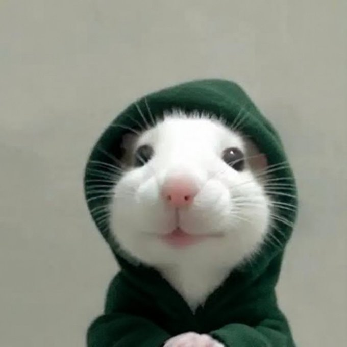 rhhoodrat's tweet photo. put your hood on. https://t.co/uuomIc1zxr